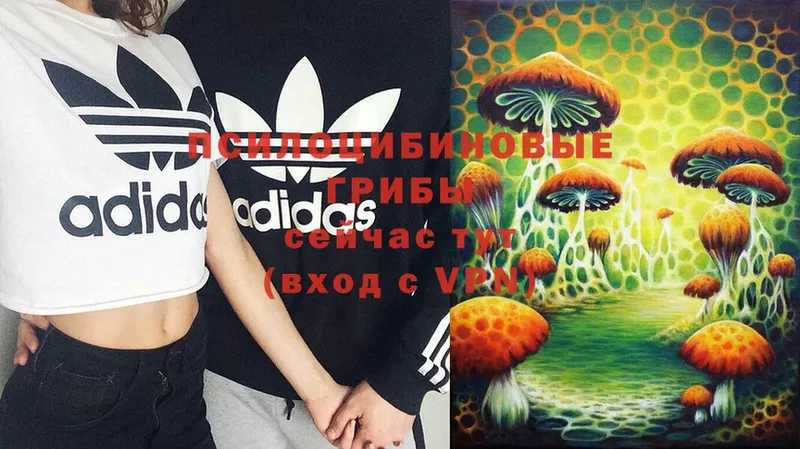 Галлюциногенные грибы Magic Shrooms  Моздок 